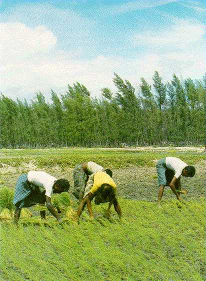 men working in a crop field