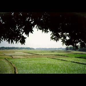 crop field