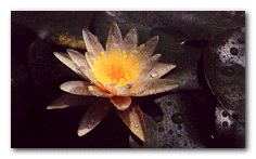 water lily