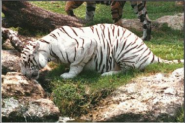 White Tiger