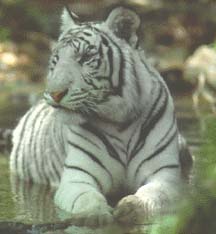 White Tiger